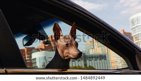 Brown American hairless terrier puppy rides and sitting on passenger seat in the black car and looks to the street through open window in sunny day with buildings and blue sky and clouds on background Royalty-Free Stock Photo #1484892449