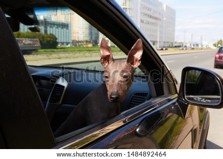 Brown American hairless terrier puppy rides on passenger seat in the black car and looks back through open window in sunny day with grey asphalt, buildings, green grass and cars on background 
