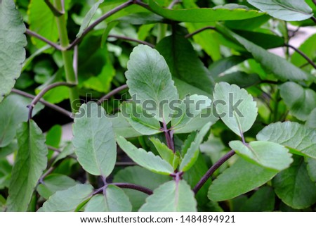 Bryophyllum pinnatum is widely used in ayurvedic system of medicine as astringent, analgesic, carminative Royalty-Free Stock Photo #1484894921
