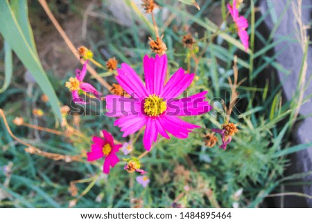 beautiful pink flower with yellow 
pollen