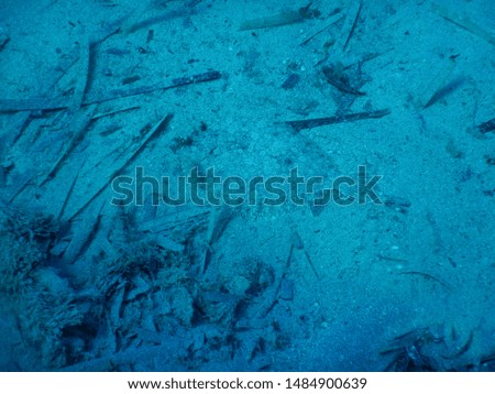 Sole fish hiding in sand on seafloor of Adriatic Sea in Hvar - Croatia