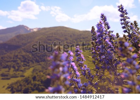 A general view of Bugarach. Mountains and fog in France. Sunny day and clouds. Blue sky and pretty view. Flowers