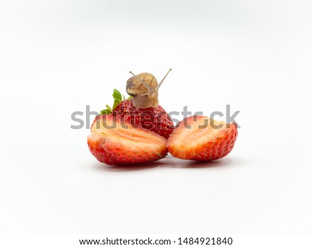 land snail crawling on a red yummy straberry isolated on white background