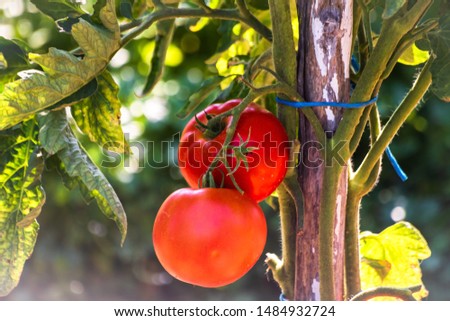 Fresh organic tomatoes on a plant in the garden