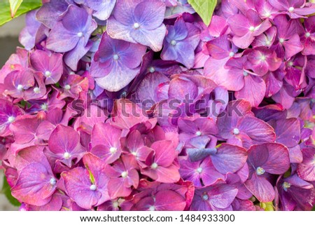 Hydrangea macrophylla bright lilac violet, purple flowers close-up, background wallpaper