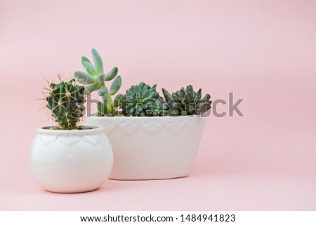 A group of succulents on a pink background with place for text