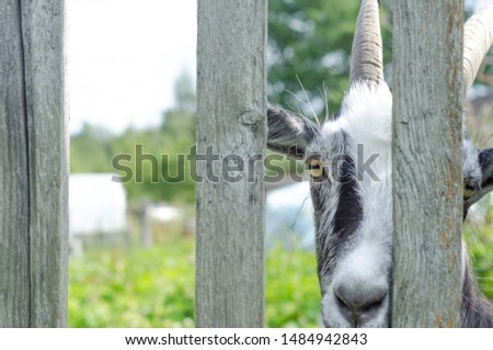 Portrait of a grey adult goat behind a wooden fence on a farm. The animal looks at the camera and poses.