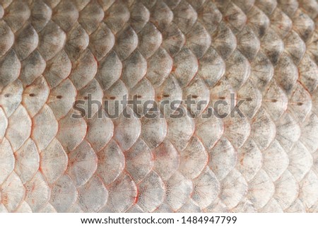 Fish scales skin texture macro view. Geometric pattern photo Crucian carp Carassius scaly with Lateral line. Selective focus, shallow depth field.