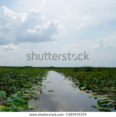 The road to success in the waterways of Nong Han Lake, Red Lotus Sea or Lake close to Udon Thani, Thailand growing a carpet full of pink water lilies or tropical water lilies during high season