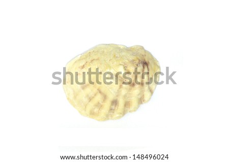sea shell thick with purple isolated on white background 2