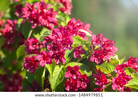 Beautiful vibrant red Weigela flowers with blurry background. Weigela is a genus of deciduous shrubs in the family Caprifoliaceae, growing from 1 to 5 m tall.