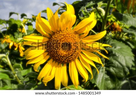 Sunflower flower view blooming in the morning  At the outdoor flower garden in Thailand - Southeast Asia.