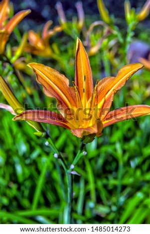 Orange lily on a green background.