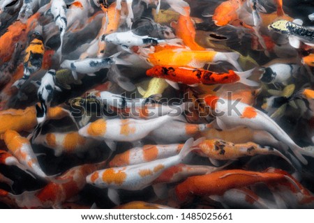 Japanese colorful Koi fish swimming in pond