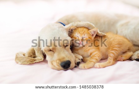 Cat and dog sleeping together. Kitten and puppy taking nap. Home pets. Animal care. Love and friendship.  Royalty-Free Stock Photo #1485038378