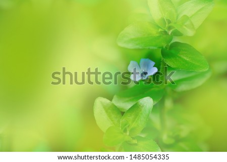 Bacopa monnieri  flower and green leaf on blurred greenery background with copy space,Natural Fresh Leaf Background Concept,Used to decorate images with wallpapers.