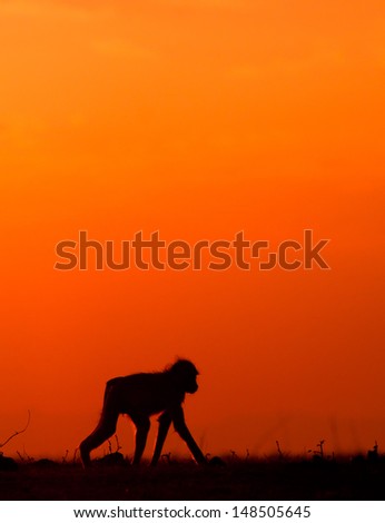 Dramatic silhouette of a boon at sunset