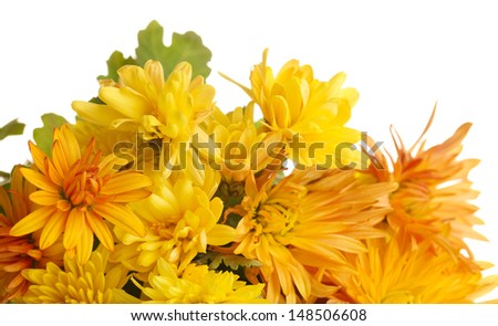 Orange Chrysanthemums flowers isolated on white