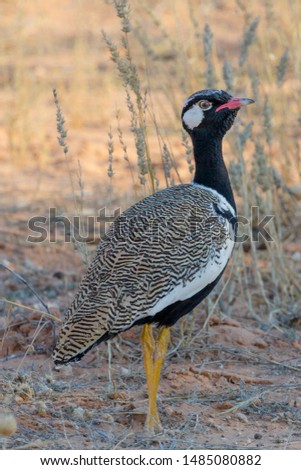 A Northern Black Korhaan in Etosha, a National Park of Namibia 