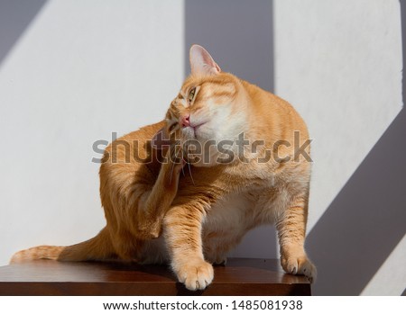 Isolated white striped short-haired green eyes ginger cat itches fleas on the dark brown wooden table with white wall with the shadows on the background at sunny day Royalty-Free Stock Photo #1485081938