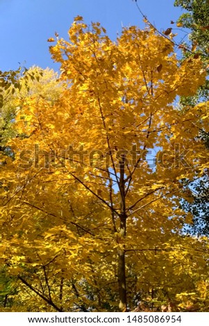 Golden autumn foliage against a blue sky.