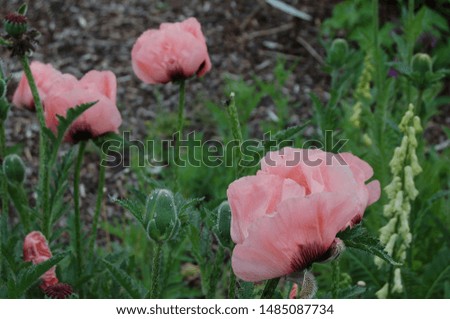 Three pink poppies on a field
