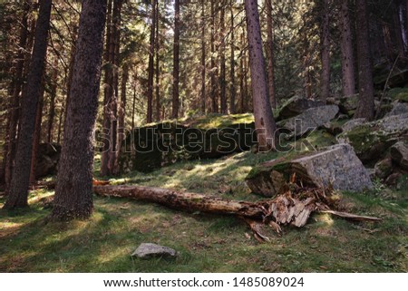 Felled broken tree in a beautiful forest of tall firs whit  and rocks with musk. Surrounding forest