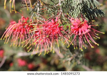 Close up of native pink grevillea with green foliage (grevillea thelemanniana).
