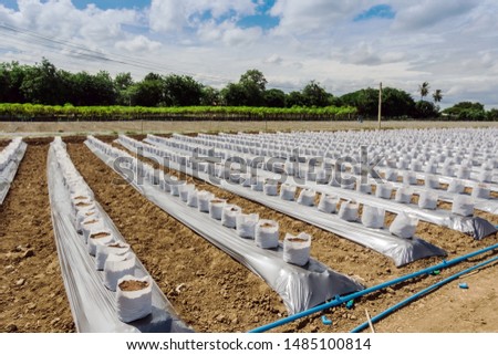 Row of Coconut coir in nursery white bag for farm with fertigation , irrigation system to be used for growing strawberries. Royalty-Free Stock Photo #1485100814