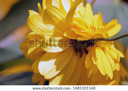 Yellow flower shoot in nature.