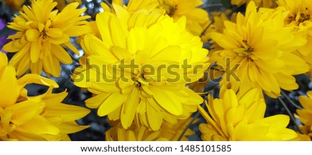 Yellow flower shoot in nature.