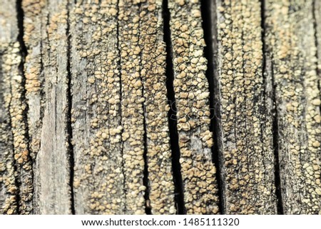 Macro photo of textured background of old grey faded boards covered with fungus and moss from old age