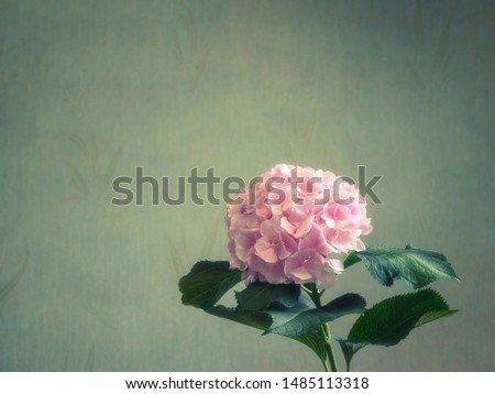 Closeup of pink hydrangea inflorescence