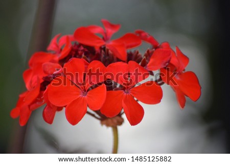 Shoot of red flowers in nature.