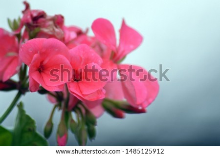 Shoot of red flowers in nature.
