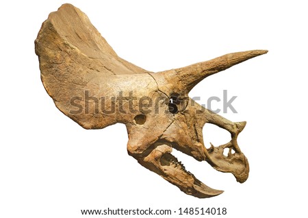 Dinosaur skeleton. Triceratops Fossil skull over white isolated background Royalty-Free Stock Photo #148514018
