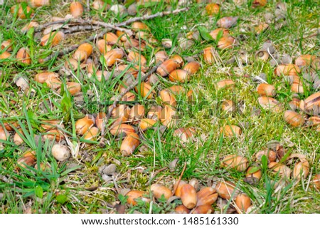 Many acorns in the fall on a meadow.