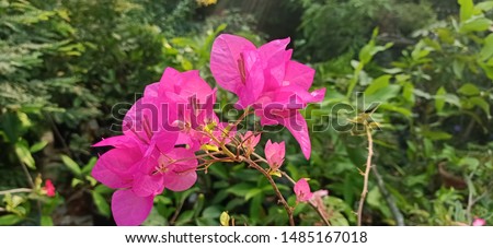 Bunga Pink Images And Stock Photos Page 3 Avopix Com