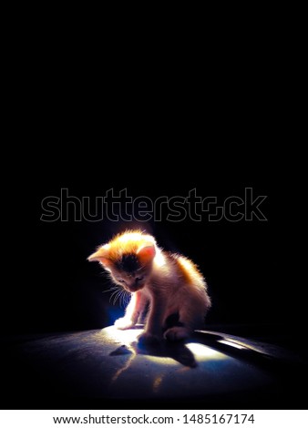 A little cat on the dark