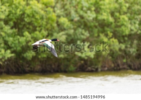 brand goose on the Island of Amrum,  Northern Germany