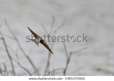 barn swallow (Hirundo rustica)on Amrum, Northern Germany