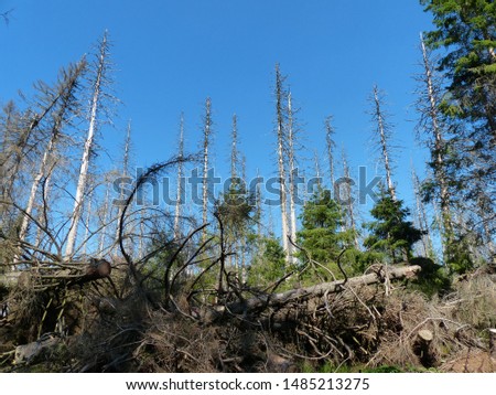 Catastrophic forest dying in the Harz mountains, Germany.  Probability: climate change, great dryness, and ultimately the bark beetle has the trees the coup de grace. Picture taken on August 22, 2019.