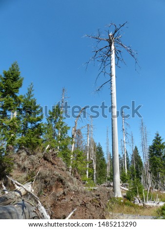 Catastrophic forest dying in the Harz mountains, Germany.  Probability: climate change, great dryness, and ultimately the bark beetle has the trees the coup de grace. Picture taken on August 22, 2019.