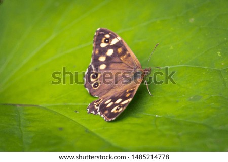 Speckled wood butterfly sitting on a leave. picture take in the Netherlands