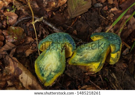 Neoboletus pseudosulphureus, Yellow Bolete cut in half laying on a forest bed in southern Sweden during summer. The inside of the mushroom starting to turn blue. 