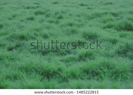 the green meadow nature wallpaper, blurred background