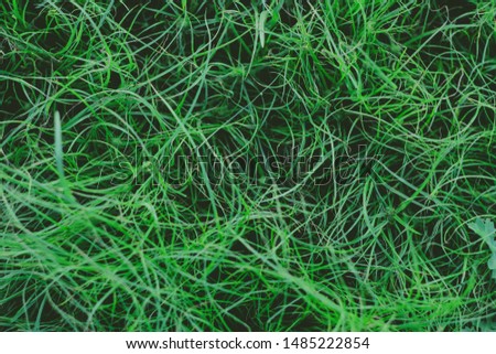 the green meadow nature wallpaper, blurred background
