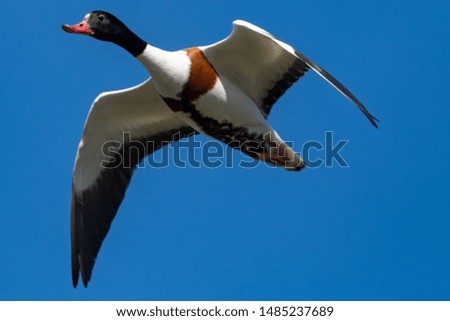 brand goose on the Island of Amrum,  Northern Germany