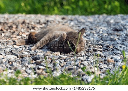 the grey cat lying on stones between green grass and close eyes by paw. No photo concept. 