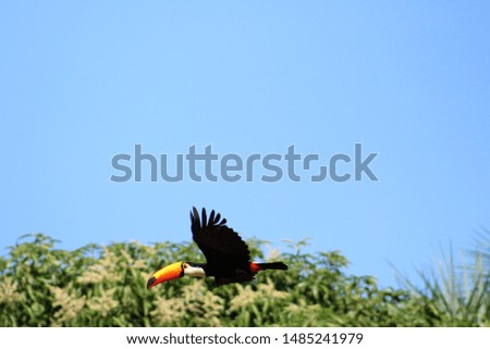 Beautiful blue sky with toucan bird flying low.